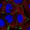 Occludin antibody, NBP2-52972, Novus Biologicals, Immunofluorescence image 