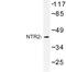 Neurotensin Receptor 2 antibody, LS-C177210, Lifespan Biosciences, Western Blot image 