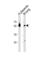 CAMP Responsive Element Binding Protein 3 Like 2 antibody, abx034459, Abbexa, Western Blot image 