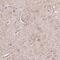 Probable G-protein coupled receptor 37 antibody, HPA068009, Atlas Antibodies, Immunohistochemistry paraffin image 