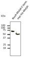 MutY DNA Glycosylase antibody, LS-C204259, Lifespan Biosciences, Western Blot image 