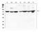 Aspartyl-TRNA Synthetase 2, Mitochondrial antibody, A06034-1, Boster Biological Technology, Western Blot image 