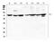 Aspartyl-tRNA synthetase, mitochondrial antibody, A06034-1, Boster Biological Technology, Western Blot image 