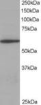 Coronin 1A antibody, MBS420501, MyBioSource, Western Blot image 