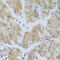 Solute Carrier Family 6 Member 1 antibody, 23-138, ProSci, Immunohistochemistry paraffin image 