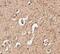 Autophagy Related 12 antibody, NBP1-76861, Novus Biologicals, Immunohistochemistry paraffin image 