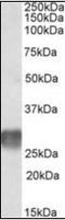 Leukocyte Associated Immunoglobulin Like Receptor 1 antibody, orb96424, Biorbyt, Western Blot image 