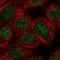 E4F Transcription Factor 1 antibody, HPA052042, Atlas Antibodies, Immunofluorescence image 