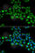 Cytoglobin antibody, A6488, ABclonal Technology, Immunofluorescence image 