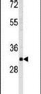 WW Domain Binding Protein 2 antibody, PA5-14895, Invitrogen Antibodies, Western Blot image 