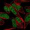 THAP domain-containing protein 1 antibody, NBP2-56308, Novus Biologicals, Immunofluorescence image 