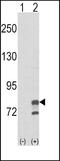 Guanine Monophosphate Synthase antibody, MBS9201828, MyBioSource, Western Blot image 