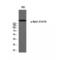 RNA Polymerase II Subunit A antibody, LS-C381461, Lifespan Biosciences, Western Blot image 