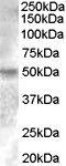 Estrogen Related Receptor Gamma antibody, PA5-18889, Invitrogen Antibodies, Western Blot image 