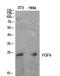 Fibroblast Growth Factor 4 antibody, PA5-51125, Invitrogen Antibodies, Western Blot image 