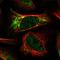 Rhotekin antibody, HPA030259, Atlas Antibodies, Immunofluorescence image 