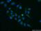 Dynein Cytoplasmic 1 Light Intermediate Chain 1 antibody, 25326-1-AP, Proteintech Group, Immunofluorescence image 