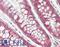 DNA Damage Inducible Transcript 3 antibody, LS-B13946, Lifespan Biosciences, Immunohistochemistry paraffin image 