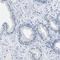 Atypical Chemokine Receptor 2 antibody, HPA013819, Atlas Antibodies, Immunohistochemistry frozen image 
