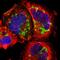 Perilipin 3 antibody, HPA006427, Atlas Antibodies, Immunofluorescence image 
