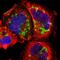 Perilipin-3 antibody, HPA006427, Atlas Antibodies, Immunofluorescence image 