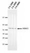 Histone Deacetylase 1 antibody, MA5-18071, Invitrogen Antibodies, Western Blot image 