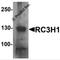 Ring Finger And CCCH-Type Domains 1 antibody, 7251, ProSci, Western Blot image 