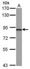 NCK Interacting Protein With SH3 Domain antibody, PA5-30625, Invitrogen Antibodies, Western Blot image 