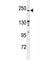 RPTOR Independent Companion Of MTOR Complex 2 antibody, F50244-0.4ML, NSJ Bioreagents, Western Blot image 