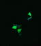 Lysozyme antibody, LS-C174731, Lifespan Biosciences, Immunofluorescence image 