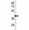 Activating Transcription Factor 1 antibody, F48899-0.4ML, NSJ Bioreagents, Western Blot image 