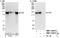 Stromal Antigen 2 antibody, NBP1-30472, Novus Biologicals, Western Blot image 