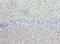 TGF-Beta Activated Kinase 1 (MAP3K7) Binding Protein 1 antibody, LS-C377604, Lifespan Biosciences, Immunohistochemistry paraffin image 