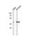 Activating Transcription Factor 2 antibody, abx029120, Abbexa, Western Blot image 