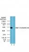  antibody, NBP2-24502, Novus Biologicals, Western Blot image 