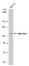 Mitogen-Activated Protein Kinase Kinase Kinase 13 antibody, GTX111101, GeneTex, Western Blot image 