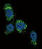 Glucokinase antibody, GTX59598, GeneTex, Immunofluorescence image 