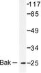 BCL2 Antagonist/Killer 1 antibody, LS-C175932, Lifespan Biosciences, Western Blot image 