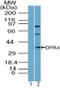 Developmental Pluripotency Associated 4 antibody, NBP2-24656, Novus Biologicals, Western Blot image 