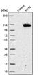 DNA-binding protein RFX6 antibody, PA5-58065, Invitrogen Antibodies, Western Blot image 