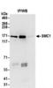 Structural Maintenance Of Chromosomes 1A antibody, NB100-204, Novus Biologicals, Immunoprecipitation image 