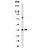 BCL10 Immune Signaling Adaptor antibody, 33-931, ProSci, Western Blot image 