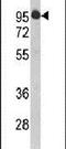 HIV-1 Tat Specific Factor 1 antibody, PA5-13606, Invitrogen Antibodies, Western Blot image 