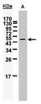 WT1 Associated Protein antibody, PA5-27768, Invitrogen Antibodies, Western Blot image 