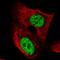 Transcription Elongation Regulator 1 antibody, HPA069752, Atlas Antibodies, Immunofluorescence image 