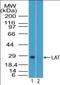 4F2 light chain antibody, orb96302, Biorbyt, Western Blot image 