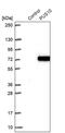 Pseudouridine Synthase 10 antibody, PA5-60808, Invitrogen Antibodies, Western Blot image 