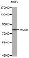 Minichromosome Maintenance Complex Component 7 antibody, STJ110994, St John