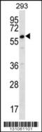 Deleted In Azoospermia 2 antibody, 56-328, ProSci, Western Blot image 