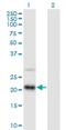 Retina And Anterior Neural Fold Homeobox 2 antibody, H00084839-B01P, Novus Biologicals, Western Blot image 